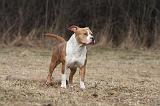 AMSTAFF ADULT 305